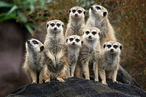 meercats